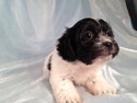 Female Shih tzu Bichon Pups|Iowa Minnesota Breeder $675